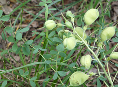 Baptisia bracteata