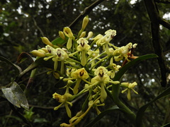 Epidendrum scytocladium
