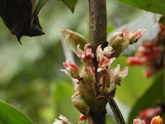 Glossoloma ichthyoderma