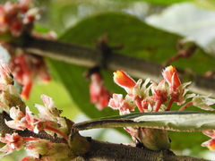 Glossoloma ichthyoderma
