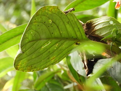 Glossoloma ichthyoderma
