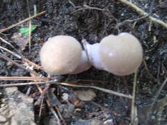 Tylopilus plumbeoviolaceus image