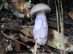 Tylopilus plumbeoviolaceus image