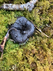 Craterellus cornucopioides