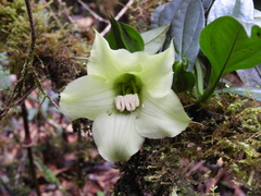 Symbolanthus pterocalyx