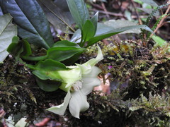 Symbolanthus pterocalyx