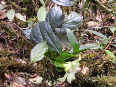 Symbolanthus pterocalyx
