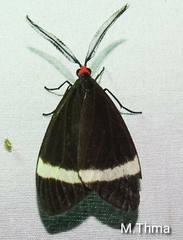 Pidorus