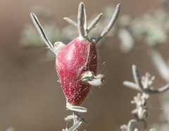 Asphondylia atriplicis