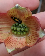 Ptosima gibbicollis