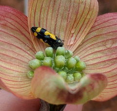 Ptosima gibbicollis