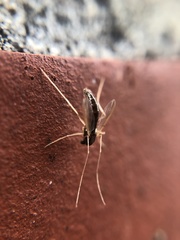 Diptera