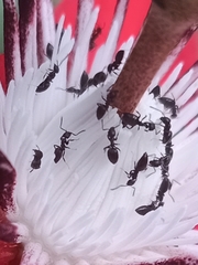 Technomyrmex albipes