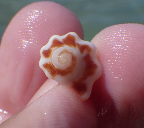Rapaninae image