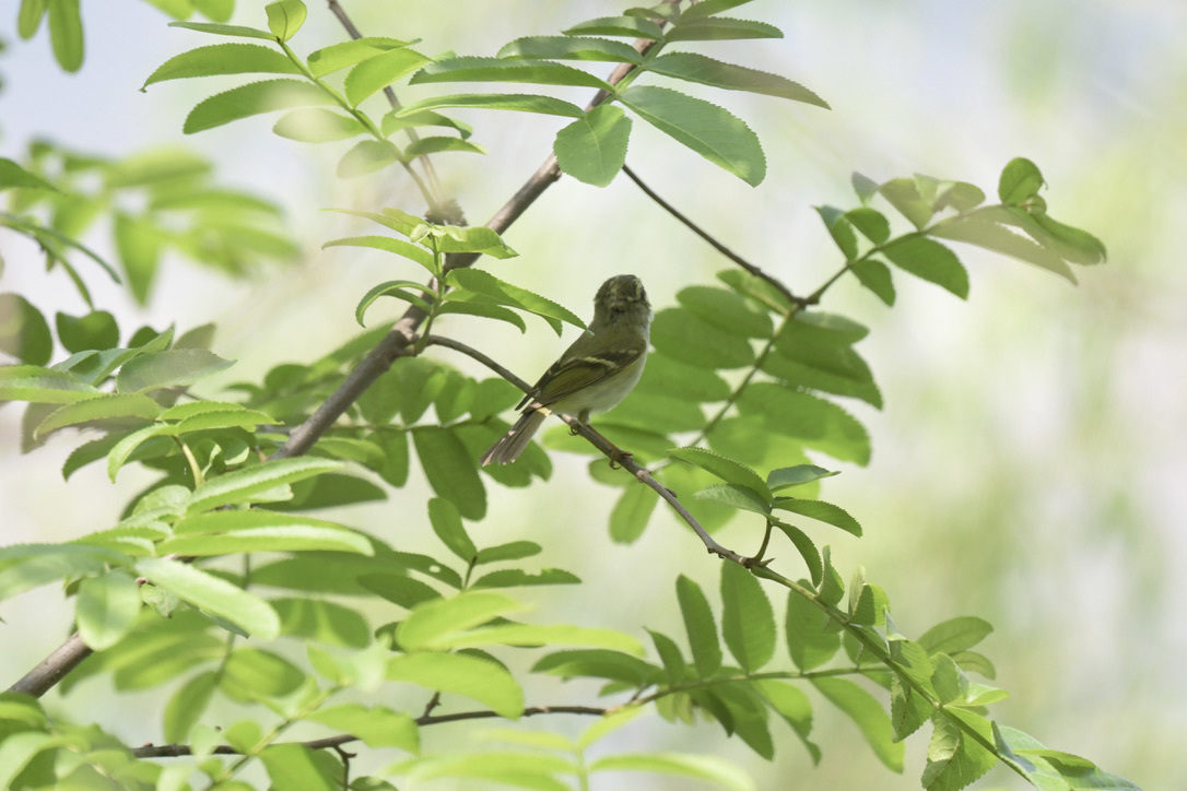 Pallas's Leaf Warbler
