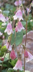 Linnaea borealis borealis