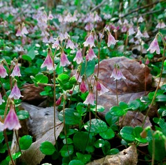 Linnaea borealis borealis