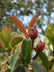 Blakea quadrangularis