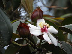 Blakea quadrangularis