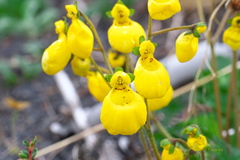 Calceolaria biflora