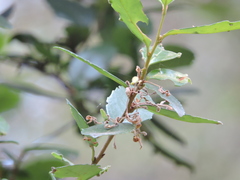 Lomatia dentata