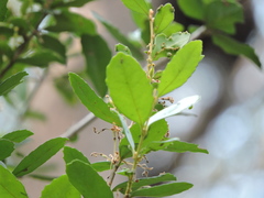 Lomatia dentata