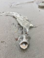 Cebidichthys violaceus