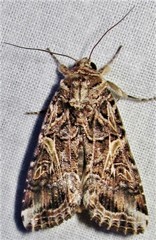 Prodeniini