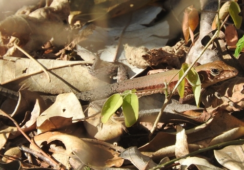 Rainbow Ameiva