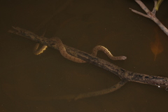 Cerberus schneiderii