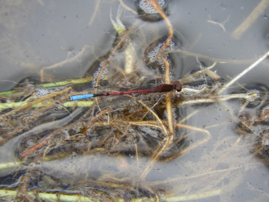 Oxyallagma colombianum