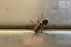 Physopelta gutta gutta