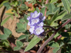 Phacelia breweri
