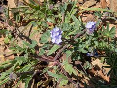 Phacelia breweri