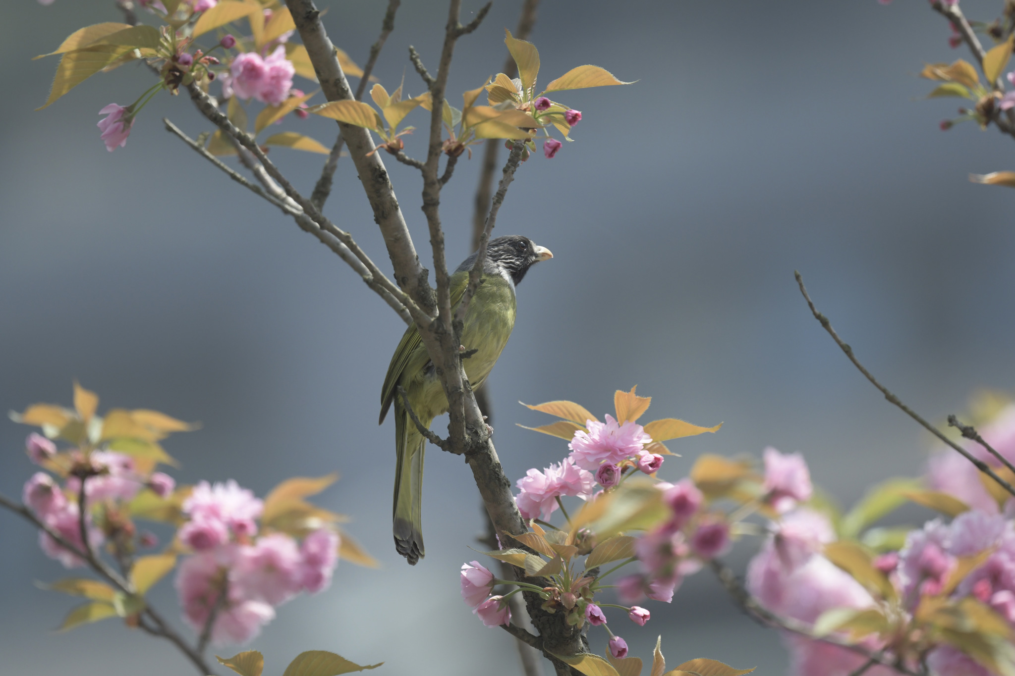 Collared Finchbill