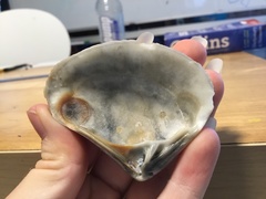 Eucrassatella cumingii