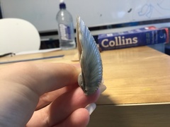 Eucrassatella cumingii