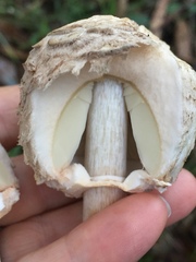 Chlorophyllum olivieri image