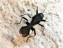 Fibrenus gibbicollis