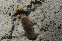 Agonopterix argillacea
