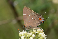 Parrhasius moctezuma