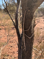 Paractenomorpha baehri