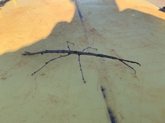 Paractenomorpha baehri