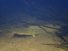 Clarias fuscus