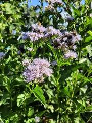 Chromolaena laevigata