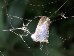 Zizula hylax pygmaea