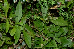 Senecio rufiglandulosus