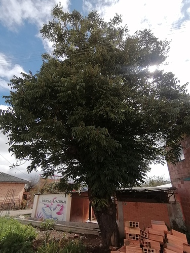 Andean walnut (Juglans neotropica)
