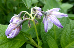 Solanum muricatum