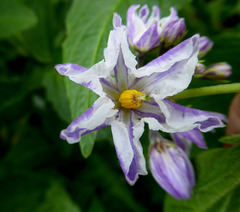 Solanum muricatum
